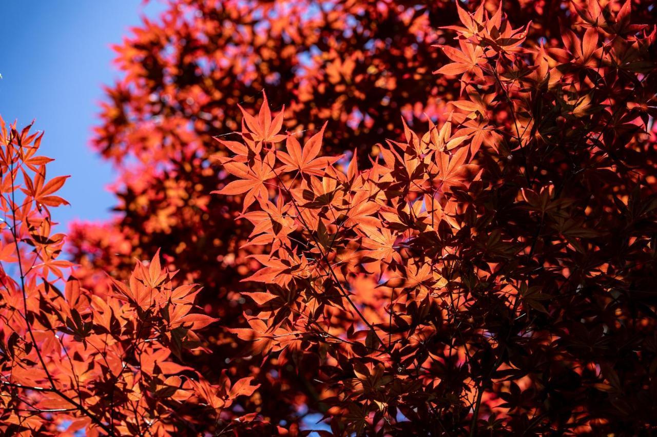 清境英格曼花園民宿 Renai Luaran gambar